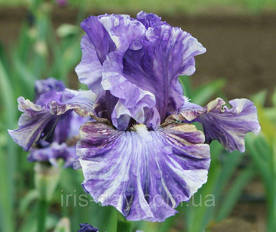 Ірис You're A Mess (Black 2020) (сажники), фото 1