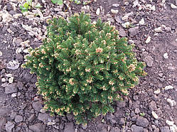 Ялина звичайна Барі/ Picea abies Barryi, С2, 15+см., 3-річна