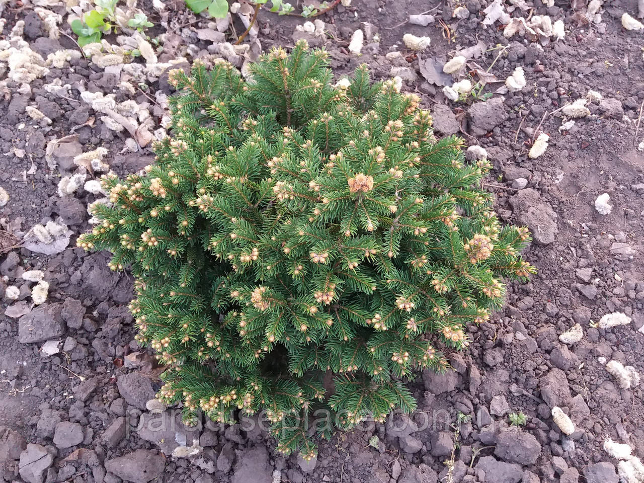 Ялина звичайна Барі/ Picea abies Barryi, С2, 15+см., 3-річна - фото 1 - id-p1136299827