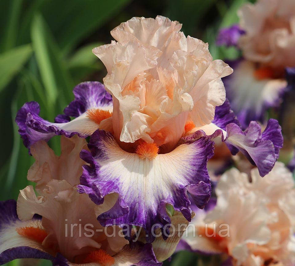 Ирис Coniption Fit (Johnson 2020), фото 1