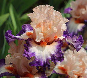 Ирис Coniption Fit (Johnson 2020)