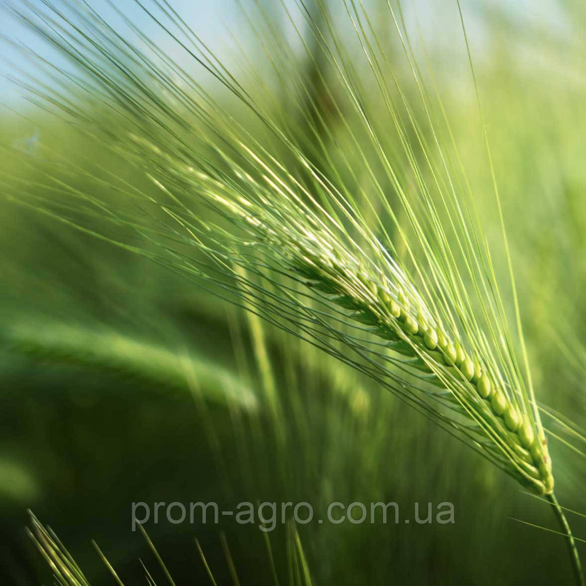 Насіння ярого ячменю Геліос 1-ша репродукція Україна 6-ти рядний