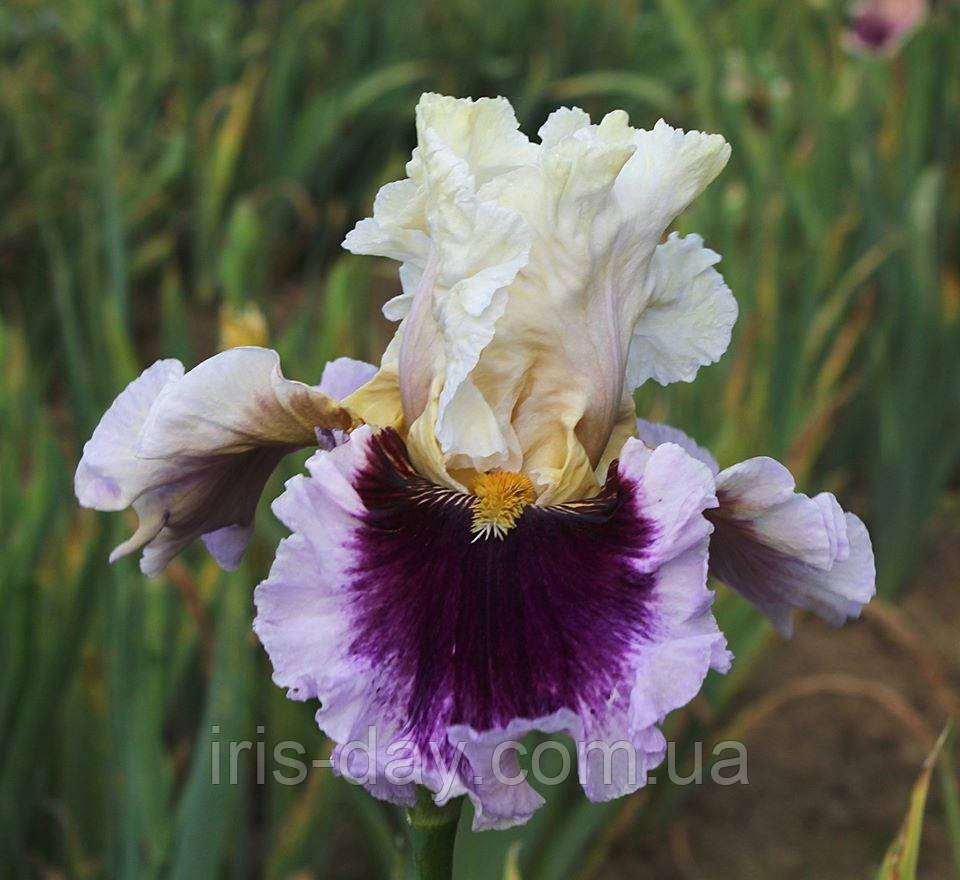 Ірис Painted Sky Поінtiд Скай (Johnson 2020) (сажінки), фото 1