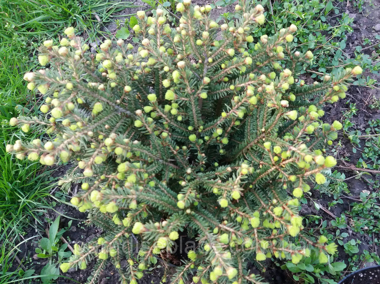 Ялина звичайна Нідіформіс / Picea abies Nidiformis, С4, 30+см. - фото 3 - id-p1137308181