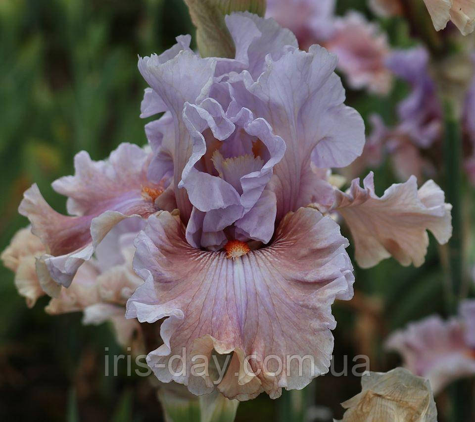 Ірис Paradise Sunset Парадіс Сансет (Johnson 2020) (сажники), фото 1