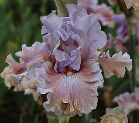 Ірис Paradise Sunset Парадіс Сансет (Johnson 2020) (сажники)