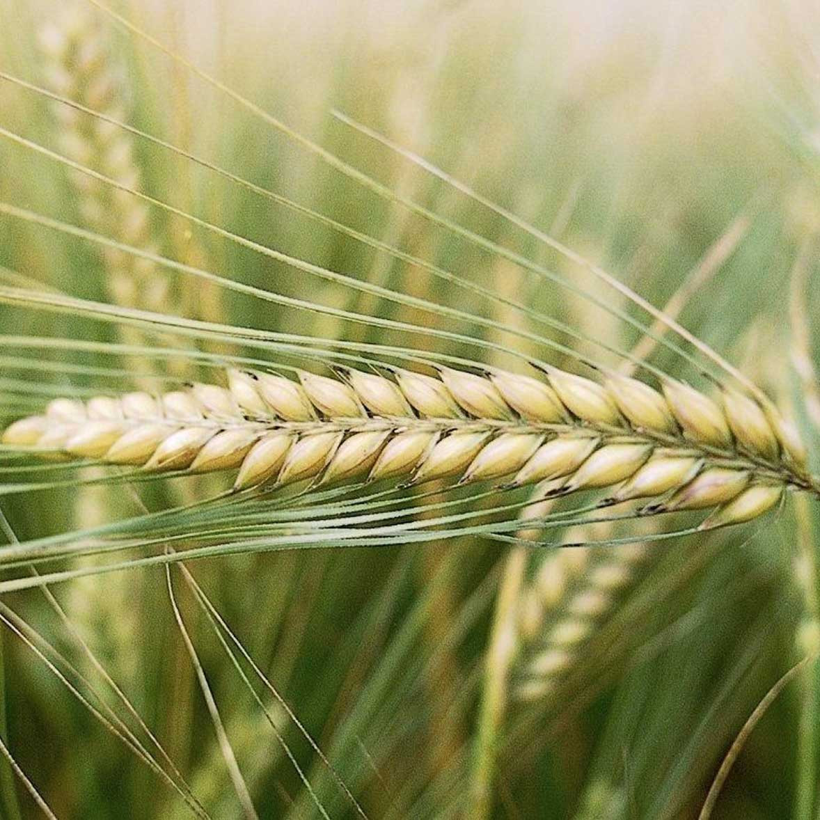 Насіння ячмінь озимий Стійкий 1 — репродукція ярового дворучка Україна 6-рядний