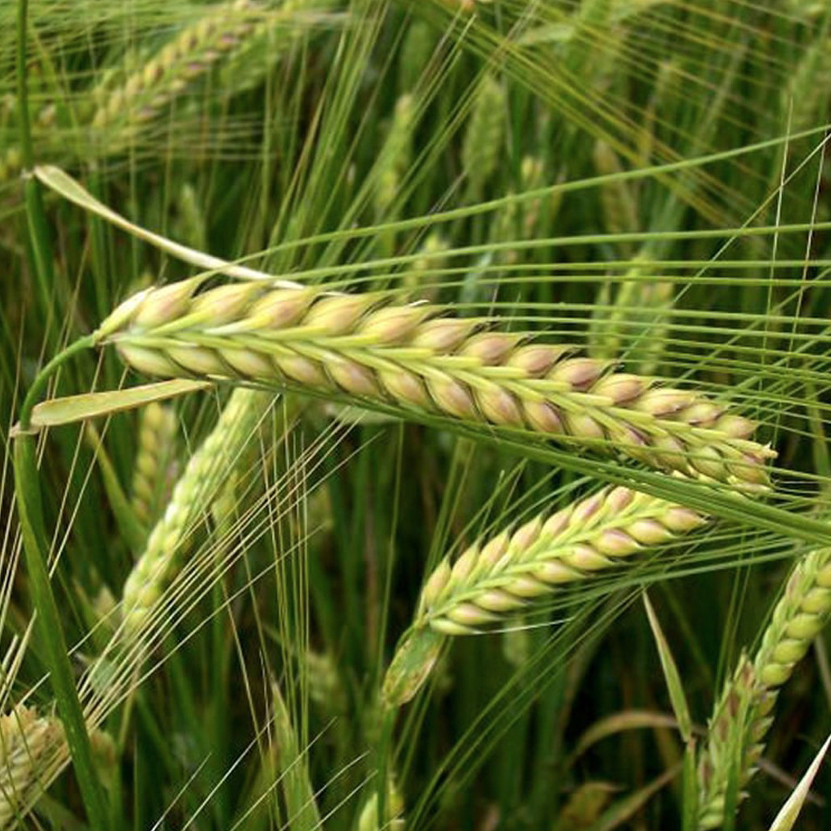 Насіння ярої ячмінь Модерн 1-ша репродукція 2-х рядний Україна