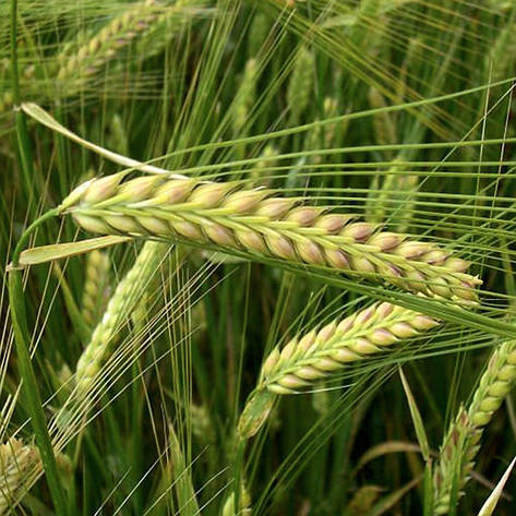 Насіння ярої ячмінь Модерн 1-ша репродукція 2-х рядний Україна, фото 1