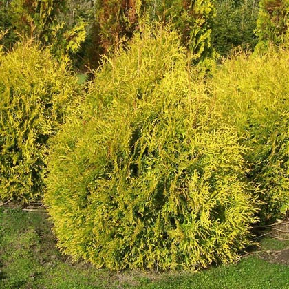 Туя західна Рейнголд, "Thuja occidentalis Rheingold" 50