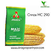 Насіння кукурудзи СПЛАВ МС 290 (ФАО - 290) фр.2 2022 р.в. (МАІС Синельникове)