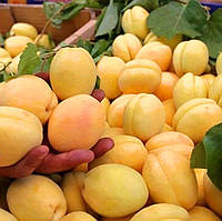 Саженцы абрикоса "Ананасный" (среднеспелый сорт)