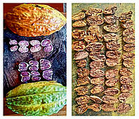 Какао боби Кріолло (Criollo)