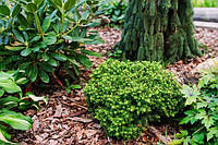 Ялина сербська подушковидна Карел С3 (Picea omorika Karel)