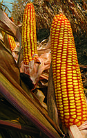Семена кукурузы Австрия ФАО 340 Фортеза от группы компаний "RWA Raiffeisen Ware Austria AG"