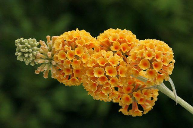 Будлея вейера «Sungold», Buddleja weyeriana «Sungold», фото 1