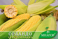 Цукрова кукурудза Орландо F1, Sh2-тип, 1000 насіння на 1.5 соки, 78-80 днів