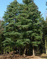 Сосна Румелійська / Балканська 4 річна 25-40см, Сосна Румелийская / Балканська, Pinus peuce, фото 3