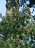 Сосна Румелійська / Балканська 4 річна 25-40см, Сосна Румелийская / Балканська, Pinus peuce, фото 2