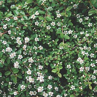 Кизильник горизонтальный Даммера Майор (Cotoneaster dammeri Major)(Контейнер Р9)