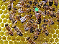 Пчеломатка «Карпатка» тип Вучковский Плодная 2021 г