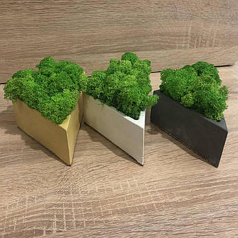 Кашпо зі стабілізованим мохом 1 шт. M@M Еко Декор (022mgold)