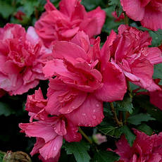 Гібіскус сирійський Дюк де брабант /Hibiscus syr. 'Duc de Brabant'/ в конт.3л, фото 2