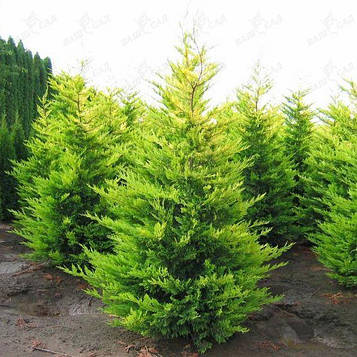 Купресоципарис Лейланда Голд Райдер (горщик 0,5л)