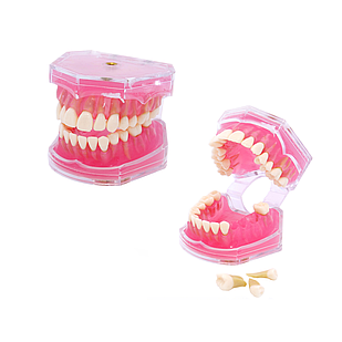 Модель зубів демонстраційна, знімні зуби