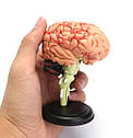 Модель людського мозку 32 частини, фото 7