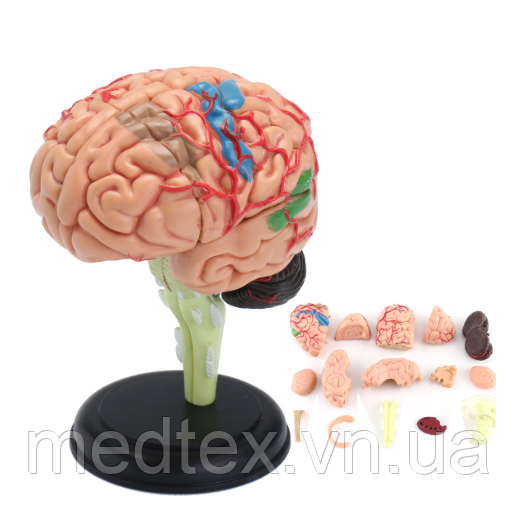 Модель людського мозку 32 частини