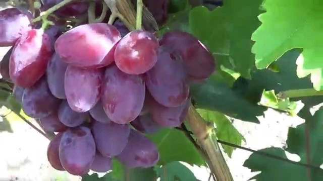 Саджанці винограду сорт Монтекрісто
