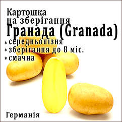 Насіннєва картопля Гранада (Granda) 1 репродукція Solana 1 кг — ПЕРЕДЗАМОВЛЕННЯ 2025