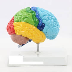 Модель людського мозку
