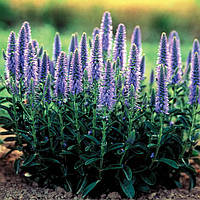 Вероника колосковая Блю Букет (Veronica spicata Blue Bouquet)