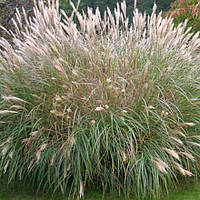 Мискантус китайский Клейн Сильберспайн (Miscanthus sinensis Kleine Silberspinne)