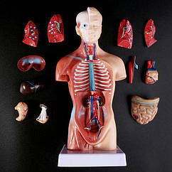 Модель тіла людини 28см  - торс, внутрішні анатомічні медичні органи