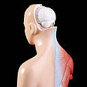 Модель тіла людини 28см  - торс, внутрішні анатомічні медичні органи, фото 4