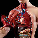 Модель тіла людини 28см  - торс, внутрішні анатомічні медичні органи, фото 8