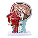 Анатомічна модель голови людини, анатомія обличчя, фото 2