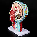 Анатомічна модель голови людини, анатомія обличчя, фото 7