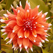 Жоржина кактусова Color Spectacle