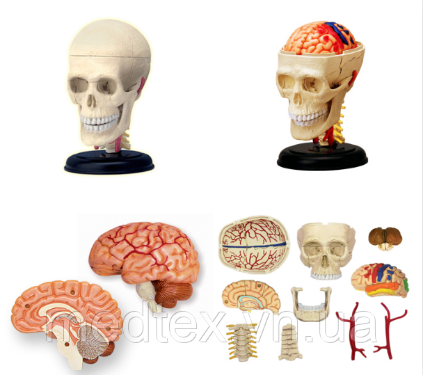Модель черепа людини