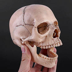 Модель людського черепа, розбірна, 15 частин, 12см*8см*10см