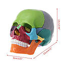 Модель людського черепа, розбірна, 15 частин, фото 4