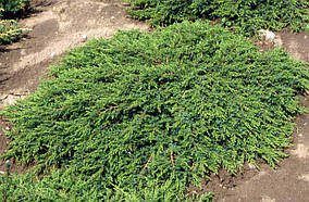 Ялівець Green Carpet 80-100 см