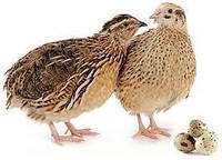 БМВД (25%) для перепелов универсальная (10кг)