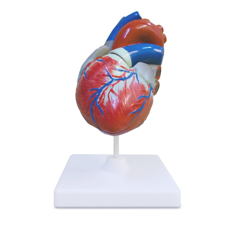 Модель "Сердце человека" (большое) - фото 1 - id-p1140377012
