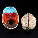 Модель черепа голови людини з мозковим стовбуром розбірний, фото 8