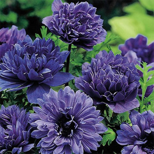 Анемона махрова Lord Lieutenant (Лорд Фокс), цибулини, фото 1